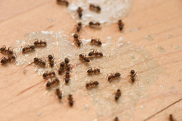 Best Ant Control Services  in Neuse Forest, NC